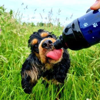Long Paws Lick N Flow Stainless Steel Dog Water Bottle, 750ml Navy