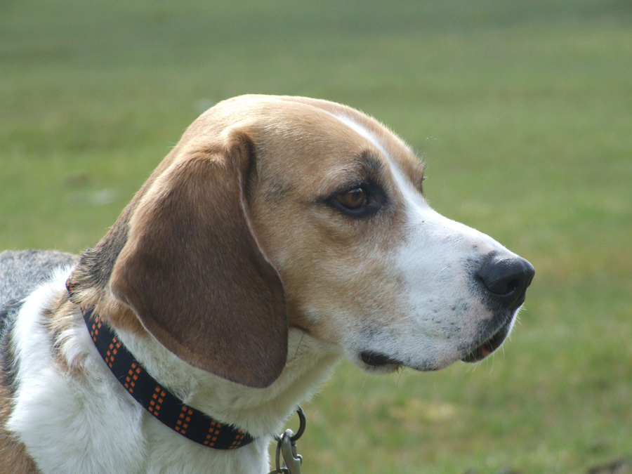 Rok Dog Collar Padded Pet Collar