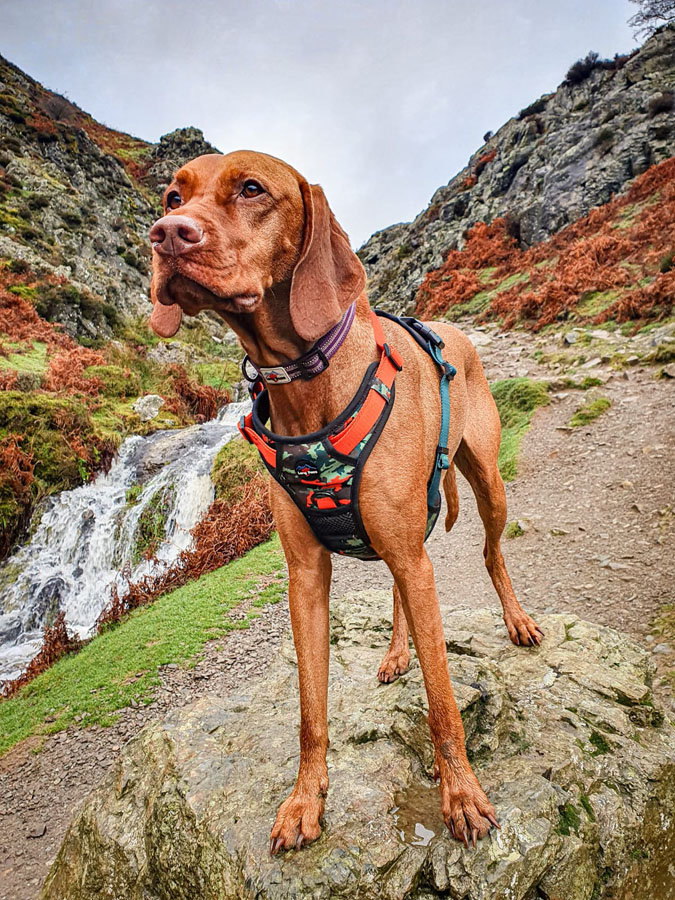 Long Paws Trig Point Harness Earth-Friendly Padded Dog Harness