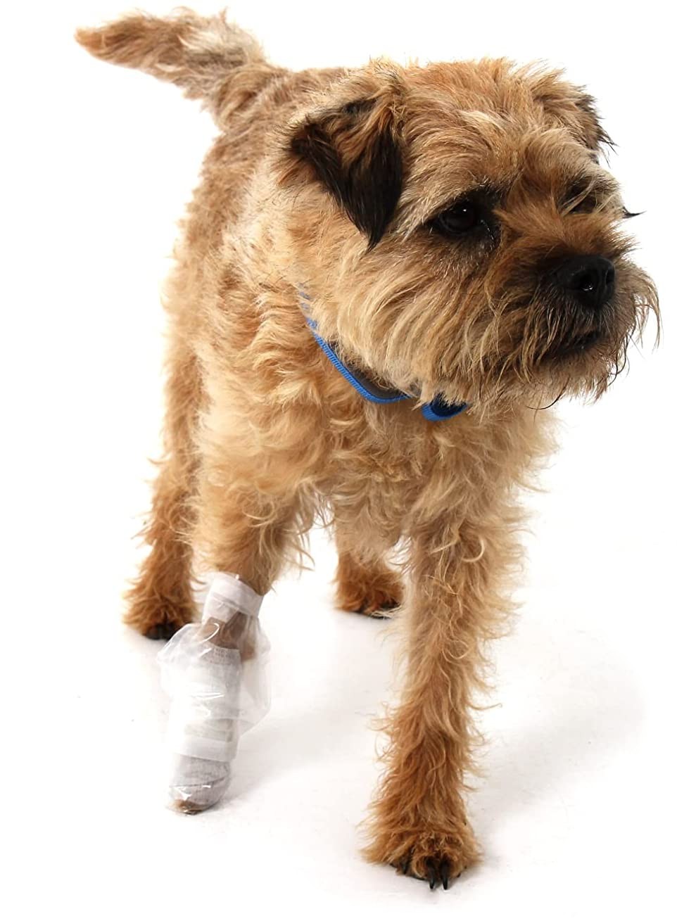 Mountain Paws Dog First Aid Kit Portable Pet Medical Kit