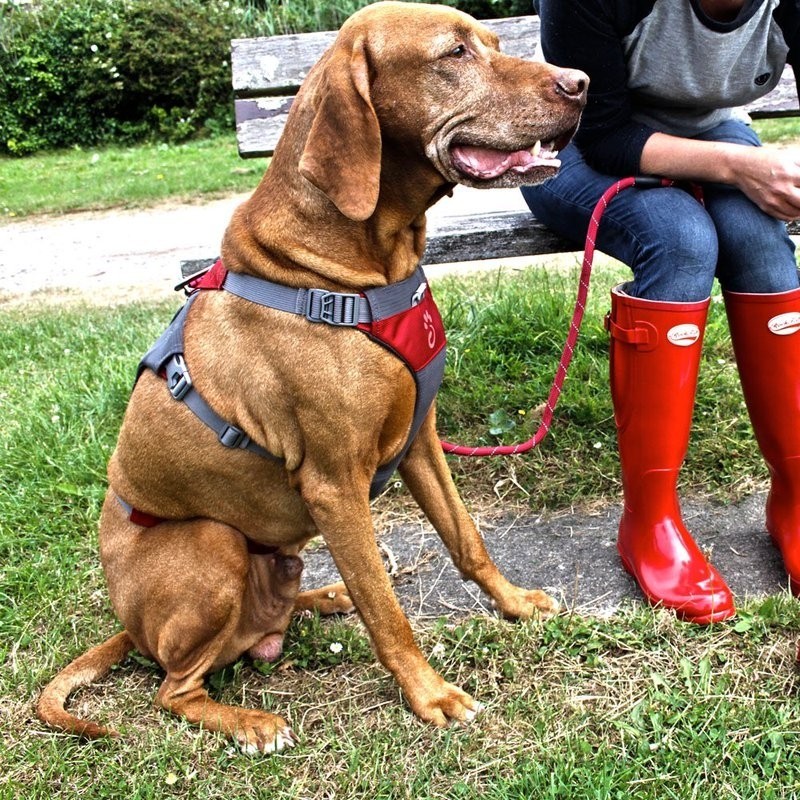 Mountain Paws Dog Hiking Harness Adjustable Pet Harness