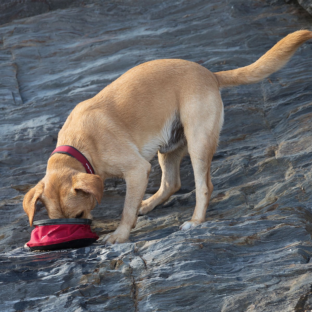 Mountain Paws Dog Food Bowl Collapsible Pet Bowl