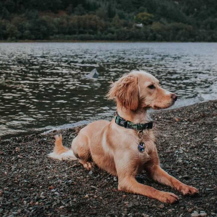 Long Paws Trig Point Earth-Friendly Dog Collar