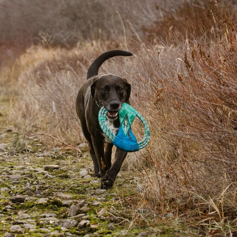 Ruffwear clearance dog frisbee